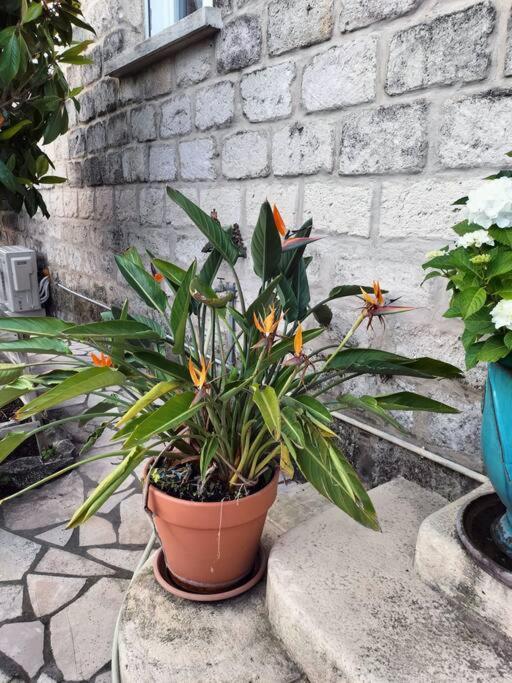 Charmant Appart Avec Jardin Aigues-Mortes Esterno foto