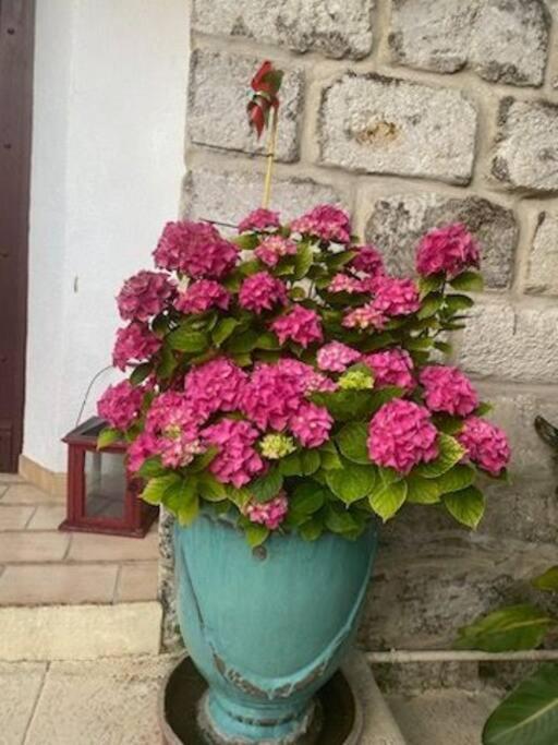 Charmant Appart Avec Jardin Aigues-Mortes Esterno foto